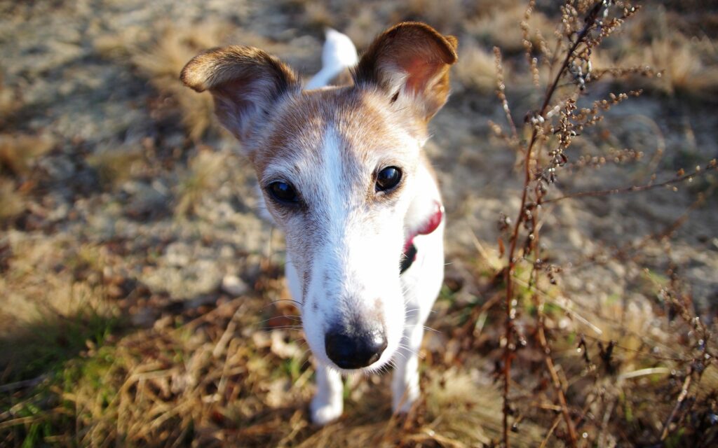 “Curious Dog in Dry Foliage: Playful Rustic Wallpaper Background”