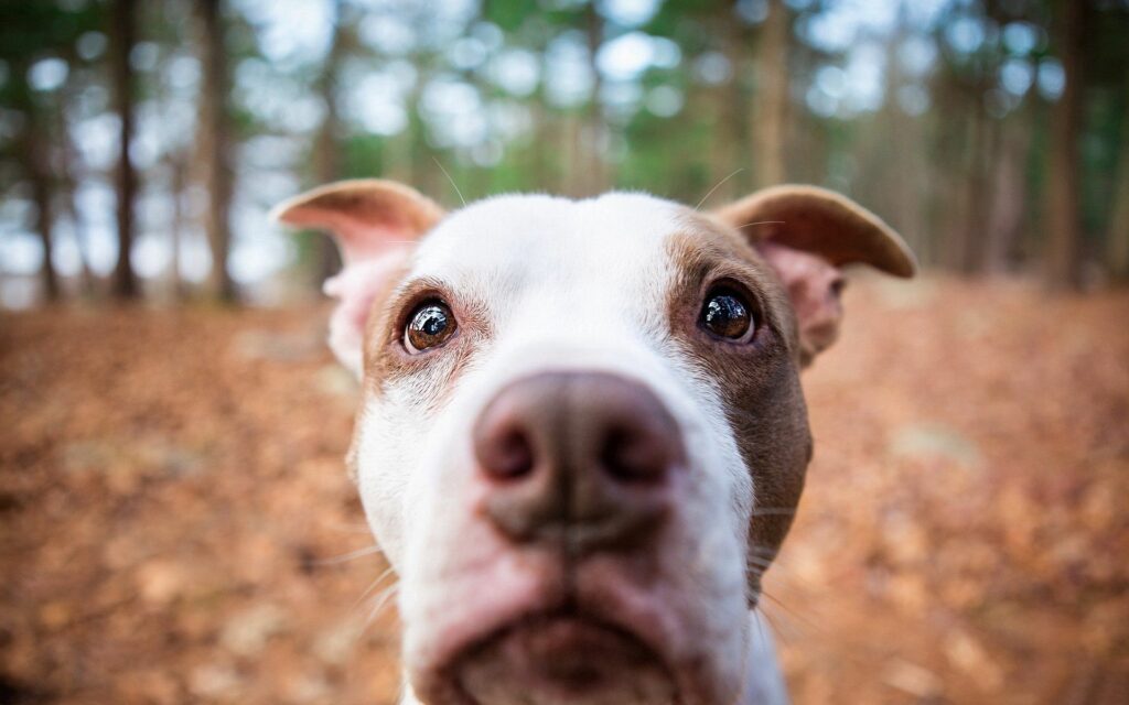 Curious Dog Face Wallpaper with Blurred Forest Background