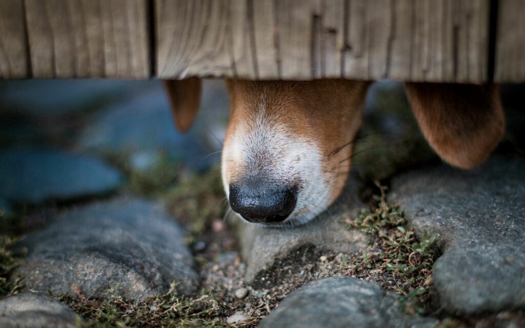 Curious Dog's Nose Peeking Through Wooden Fence - Playful Wallpaper