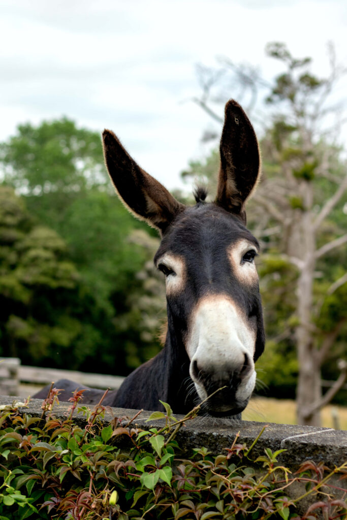 Curious donkey behind rustic fence with green trees and cloudy sky countryside wallpaper background