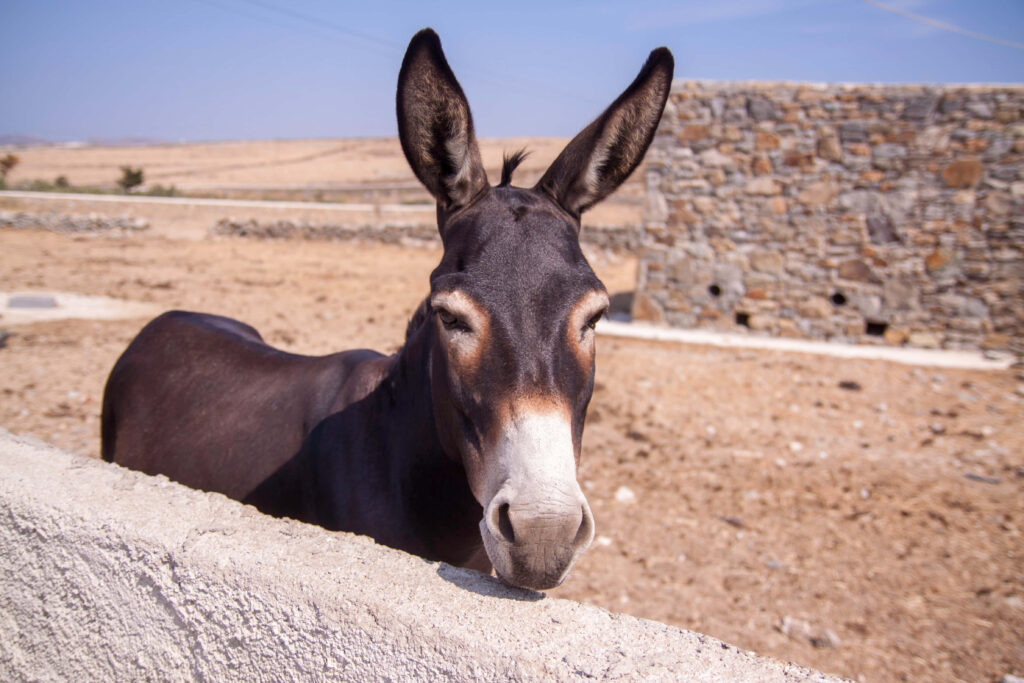 Curious dark brown donkey behind stone wall in sunny rustic countryside with clear blue sky Wallpaper