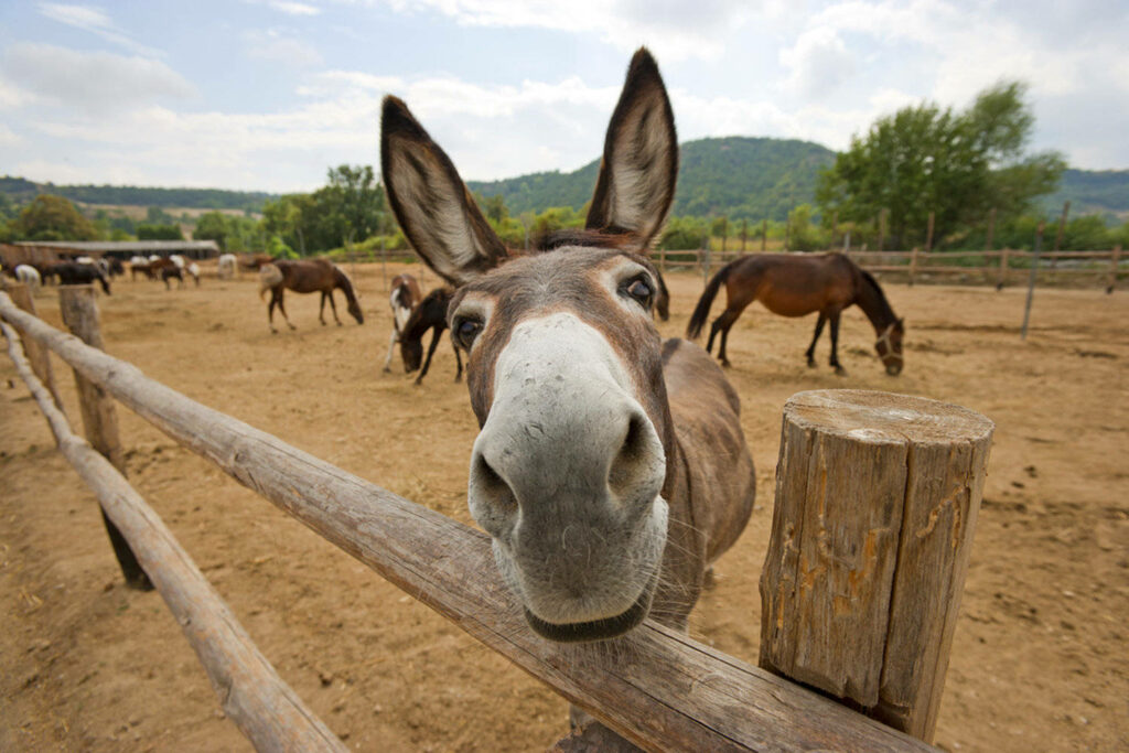 Curious donkey close to fence on sunny farm with grazing animals and gentle hills background Wallpaper