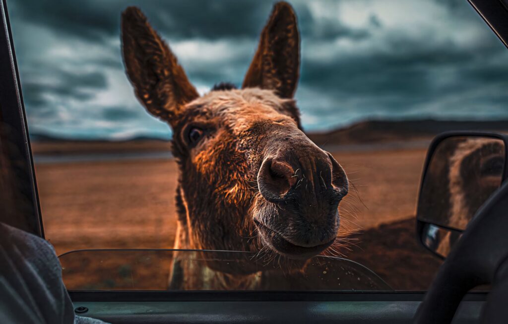 Curious donkey near car window under dramatic cloudy sky in vibrant rural landscape wallpaper