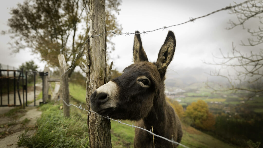 Curious donkey by rustic fence in lush green grass with autumn trees under misty sky rural scene Wallpaper