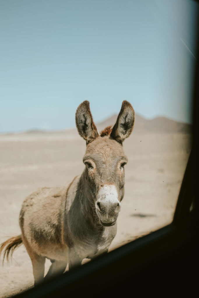Curious donkey in sunlit desert with brown beige tones under clear blue sky serene wallpaper