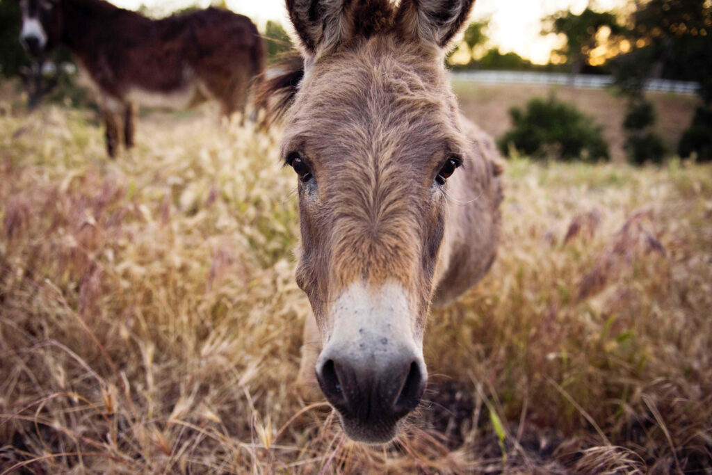 Curious donkey in sunlit golden grass field with blurred greenery rustic countryside wallpaper