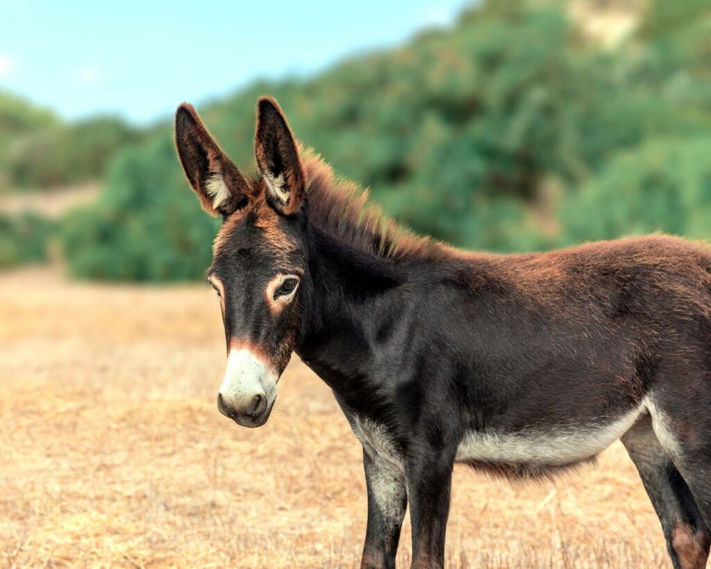 Curious donkey in sunlit golden field with green trees and clear sky peaceful rural scene Wallpaper