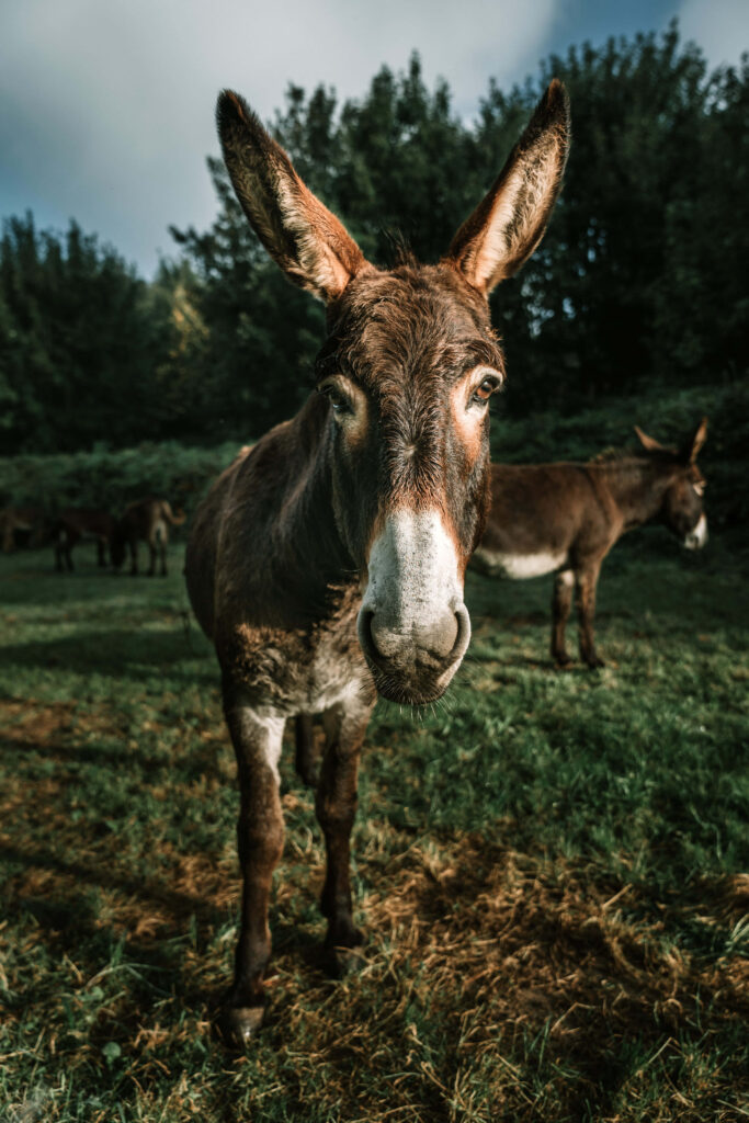 Curious donkey in sunlit grassy field with lush greenery rustic charm nature wallpaper background