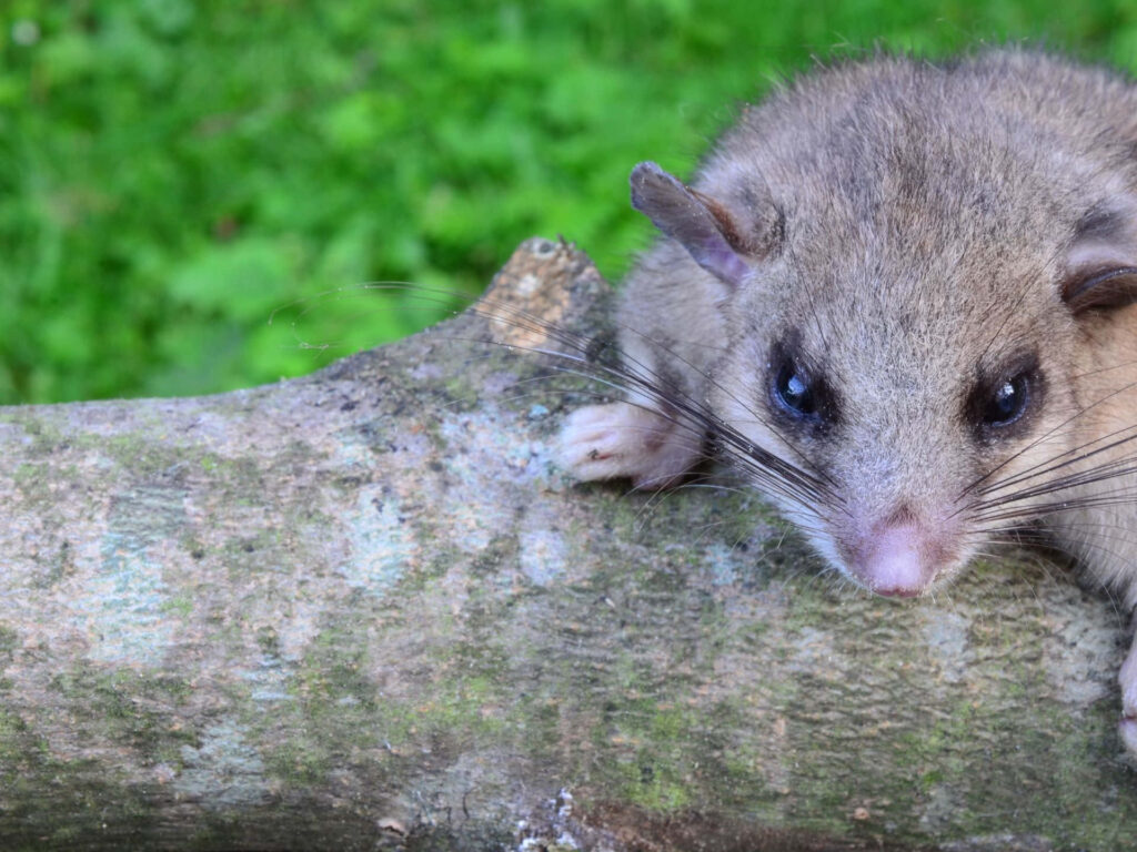 Curious dormouse peeking over weathered tree branch with bright eyes and green nature background Wallpaper