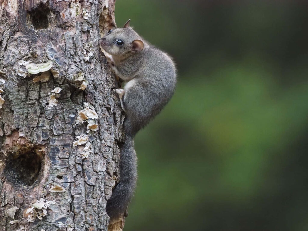 Curious dormouse clinging to rugged tree bark with soft green forest background wallpaper