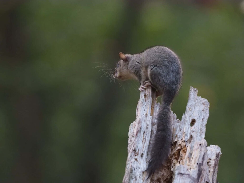 Curious dormouse on jagged tree stump with soft grey fur in blurred tranquil forest background Wallpaper