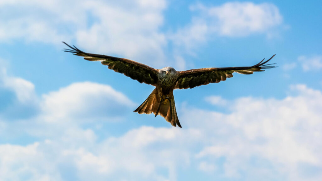 Sky High Curiosity: Stunning Eagle Wallpaper Background