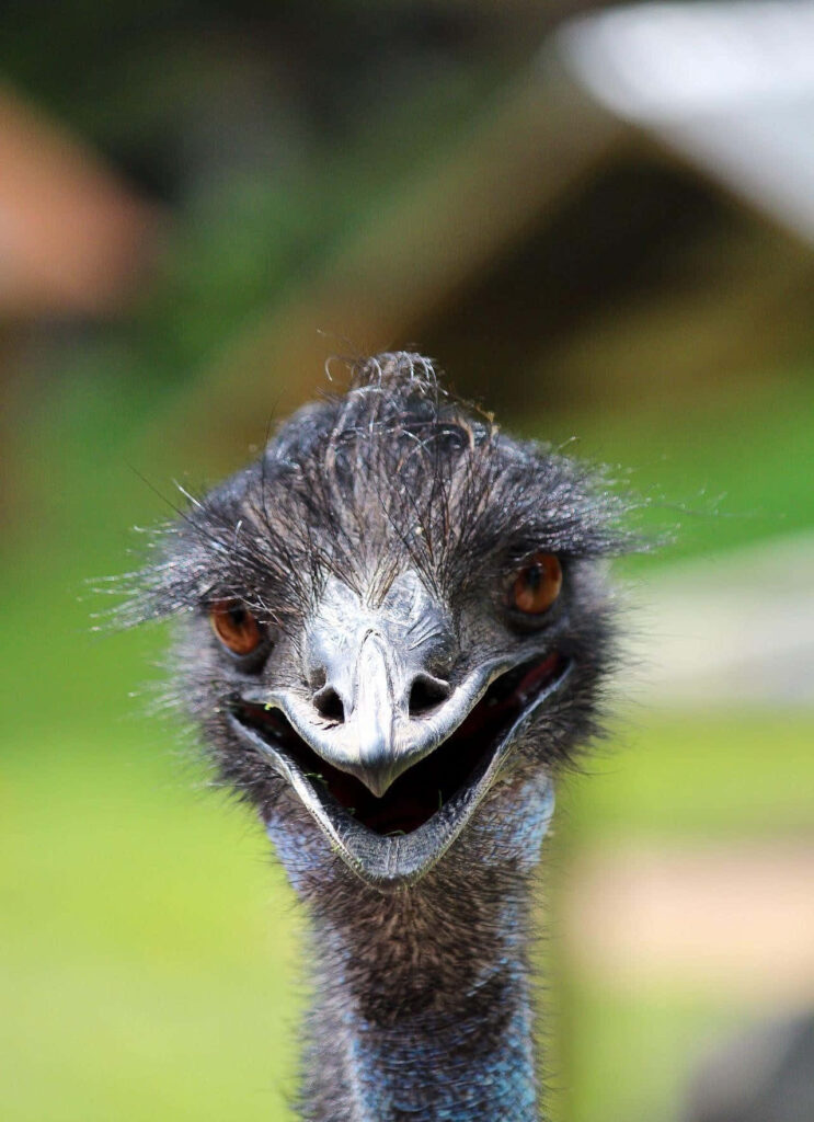 Close-up of curious emu with expressive eyes and textured feathers on green natural background Wallpaper