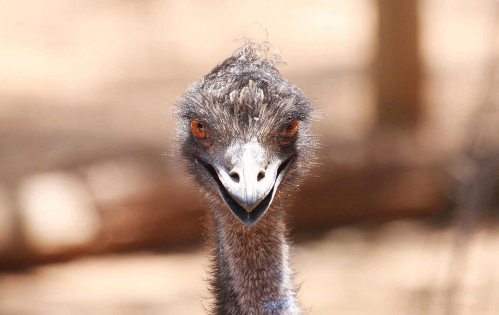 Close up of curious emu with bright orange eyes and detailed feathers blurred nature background wallpaper