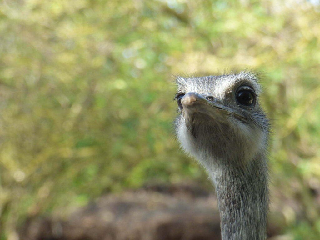 Close-up of curious emu with textured feathers in sunlit green natural background wallpaper
