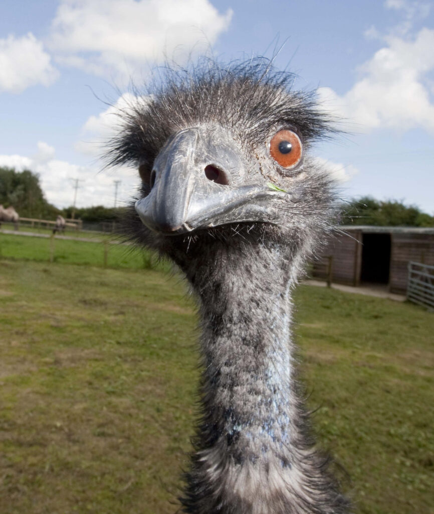 Close-up of curious emu with bright orange eyes and textured feathers in green field wallpaper