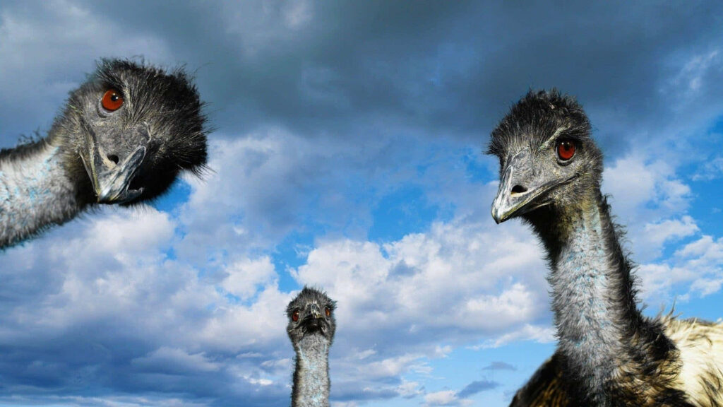 Three curious emus under dramatic cloudy sky close-up wildlife wallpaper background vivid blue