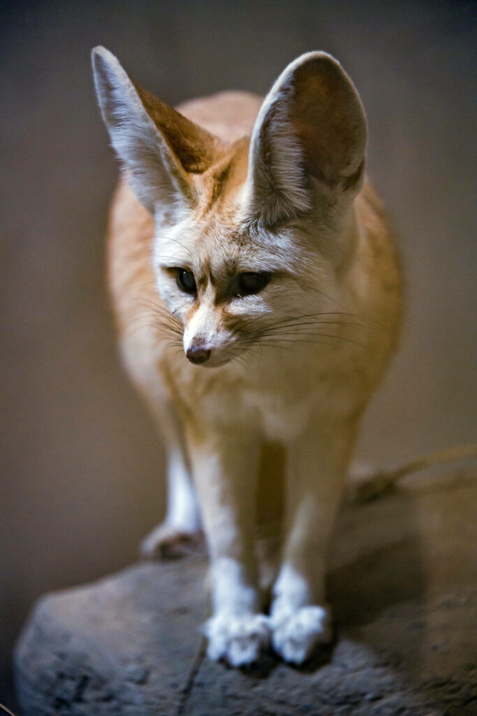 Curious Fennec Fox Wallpaper: Serene Scene with Sandy Fur