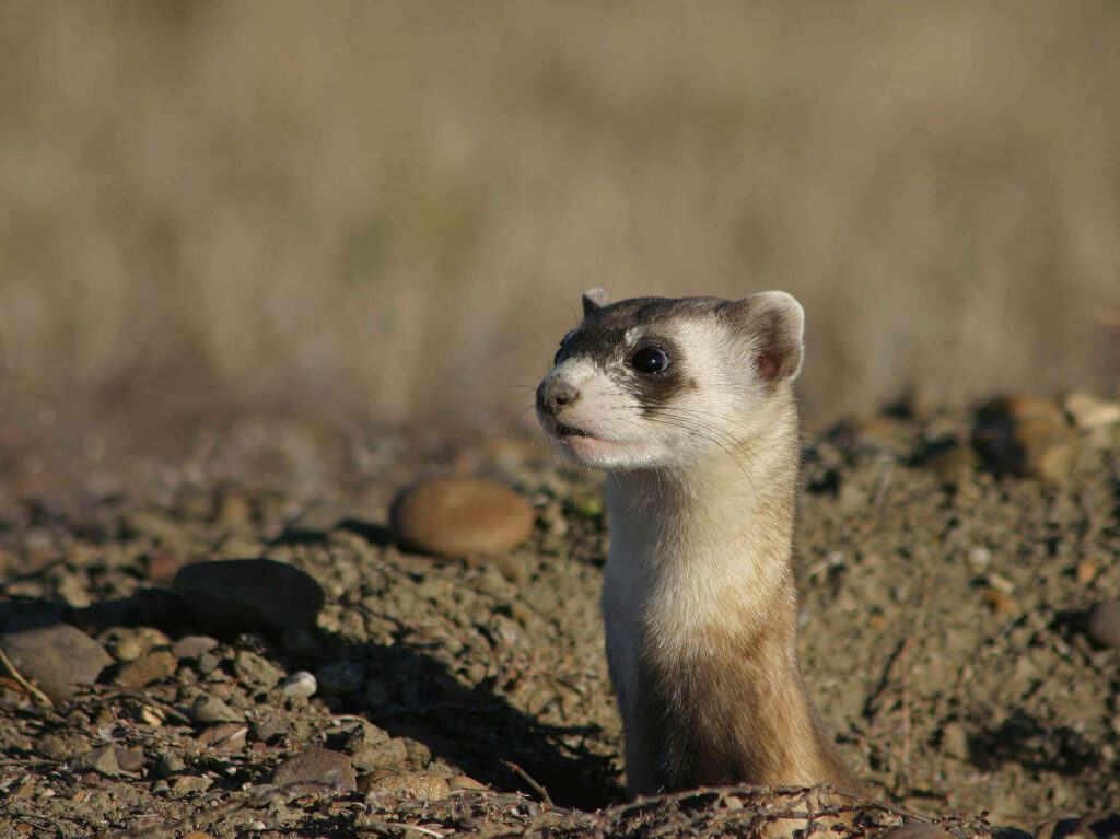 Playful Ferret Emerging from Burrow - Nature Wallpaper Background