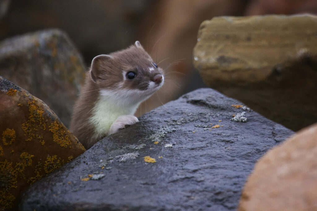 Curious Ferret Explores Weathered Stone with Bright Eyes Wallpaper