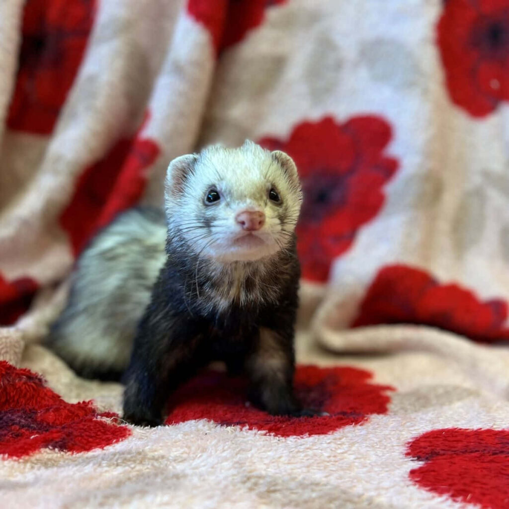 Playful Ferret Explores Cozy Blanket with Vibrant Red Poppies Wallpaper