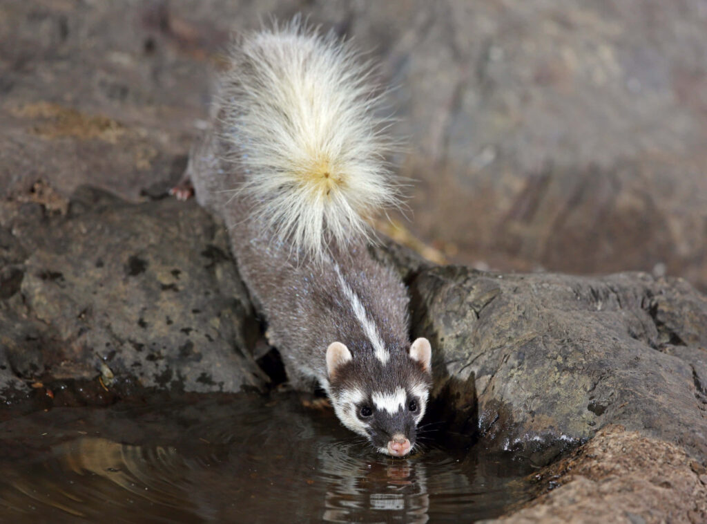 Charming Ferret Exploring Water Source - Vibrant Wallpaper Background