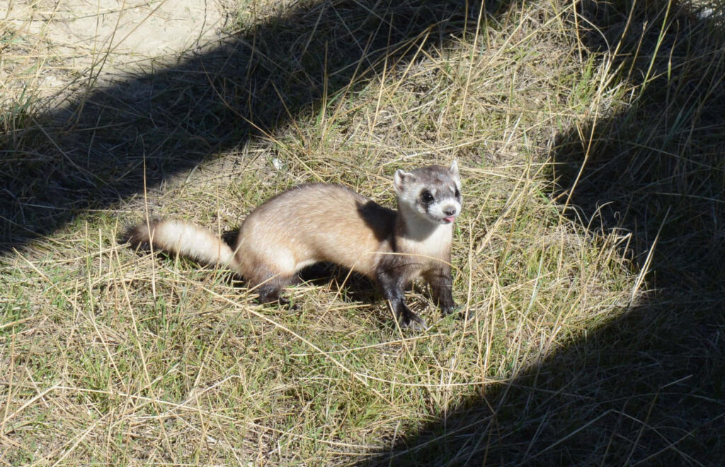 Curious Ferret Exploring Grass: Sunlit Outdoor Wallpaper Background