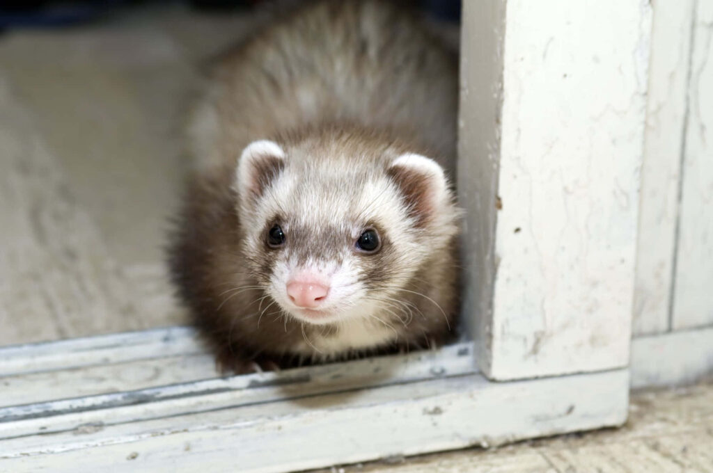 Charming Ferret Peeks from Doorway in Rustic Wallpaper Scene