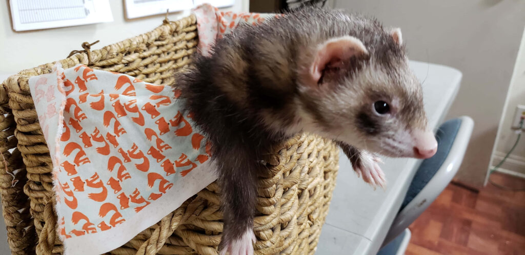 Curious Ferret Peeking from Woven Basket in Cozy Indoor Setting Wallpaper