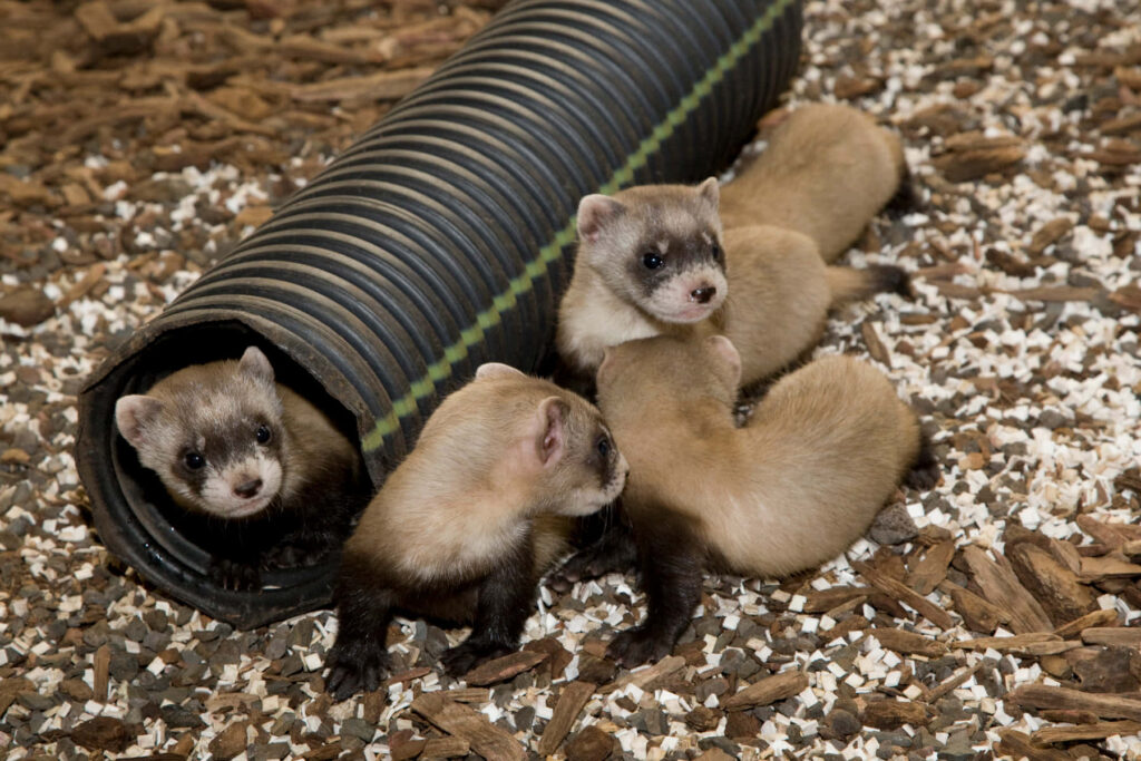 Curious Ferrets Playfully Exploring: Adorable Animal Wallpaper