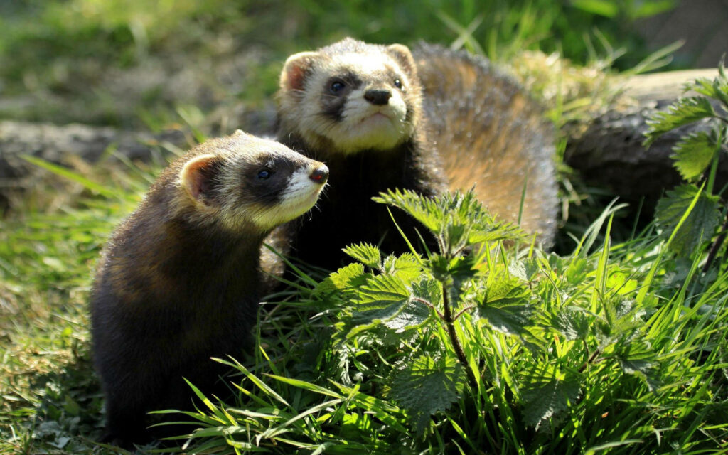 Curious Ferrets in Lush Greenery - Nature Wallpaper Background