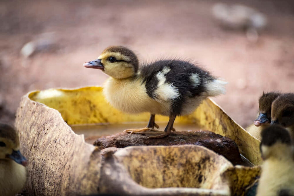 Curious Fluffy Duckling Explores Its Pond Home on Small Rock Wallpaper