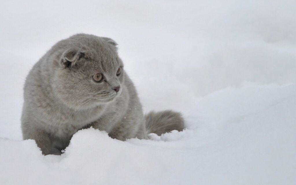 Curious Fluffy Gray Cat Explores Snowy Landscape with Caution Wallpaper