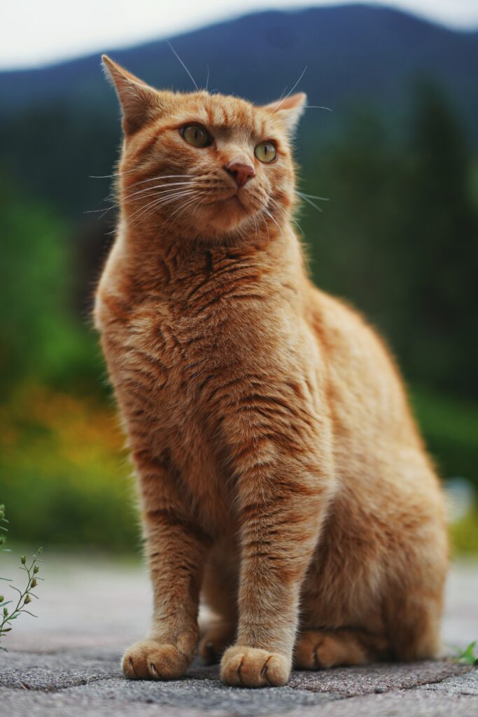 Curious Fluffy Orange Cat Wallpaper with Lush Green Background
