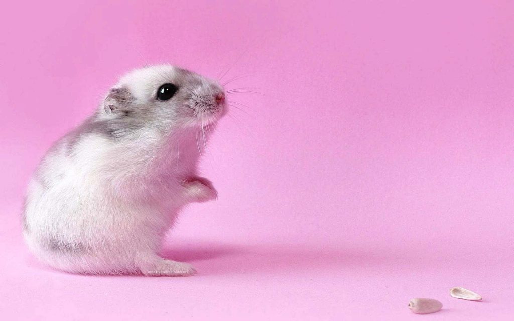 Fluffy white and grey hamster standing on pink background with sunflower seeds minimalist wallpaper