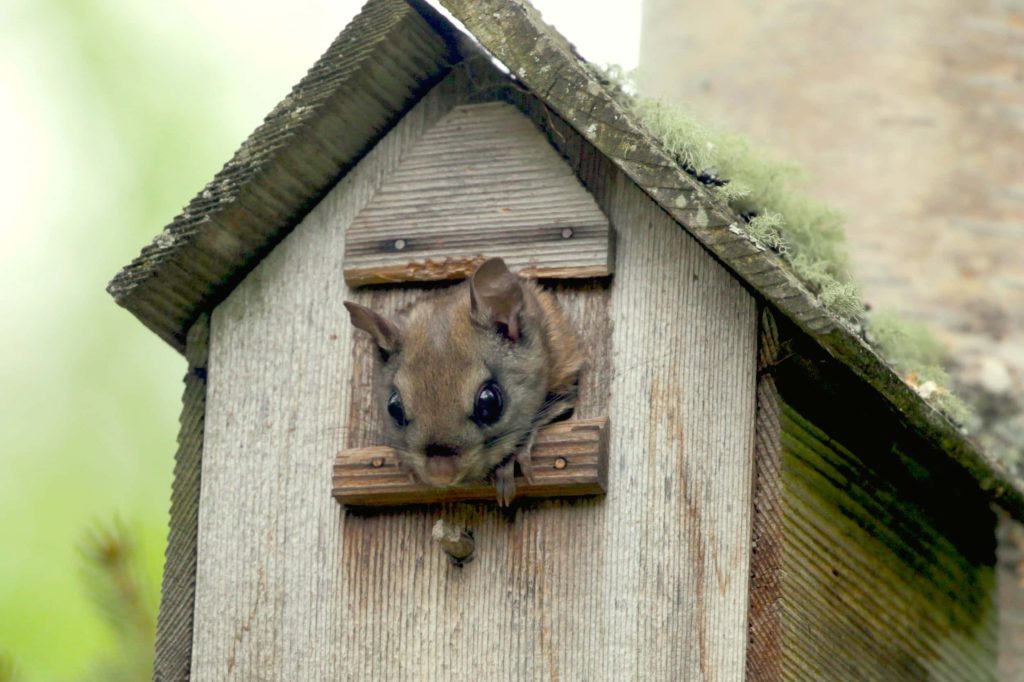 Curious flying squirrel peeking from rustic birdhouse in soft natural light close-up wallpaper