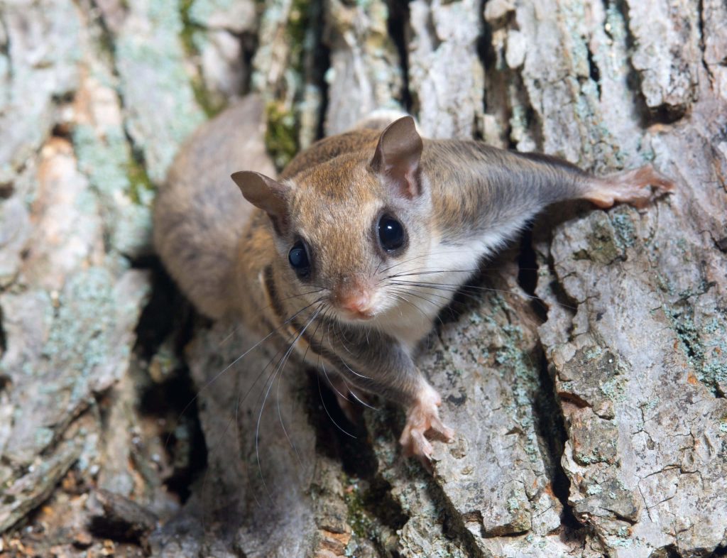 Curious flying squirrel on textured tree bark showing large eyes and soft fur in nature close-up Wallpaper
