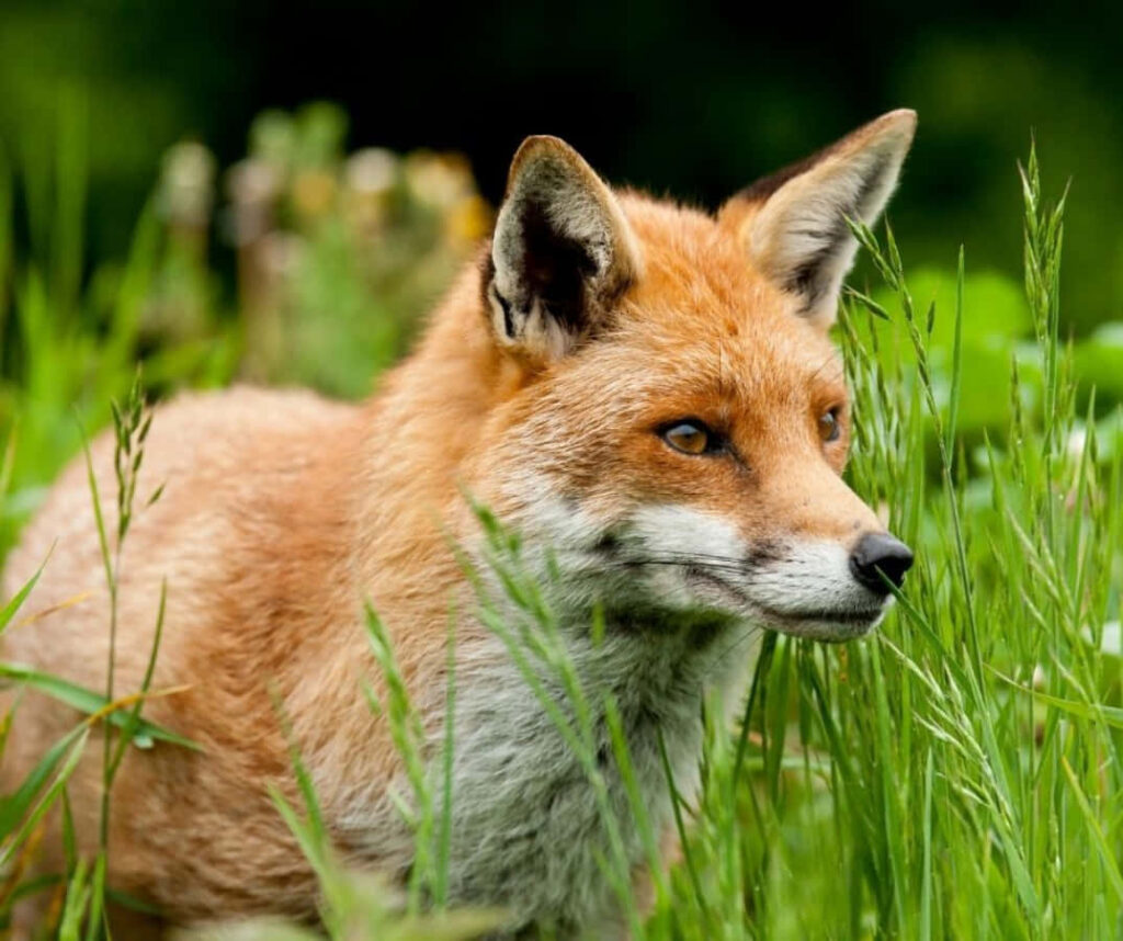 Curious Young Fox Cub Peeks from Log in Lush Green Wild Wallpaper