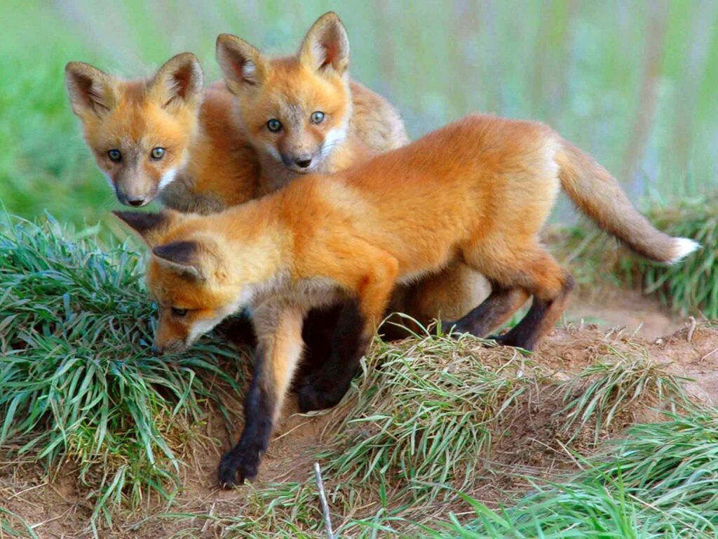 Curious Fox Cubs Play in Natural Habitat - Nature Wallpaper