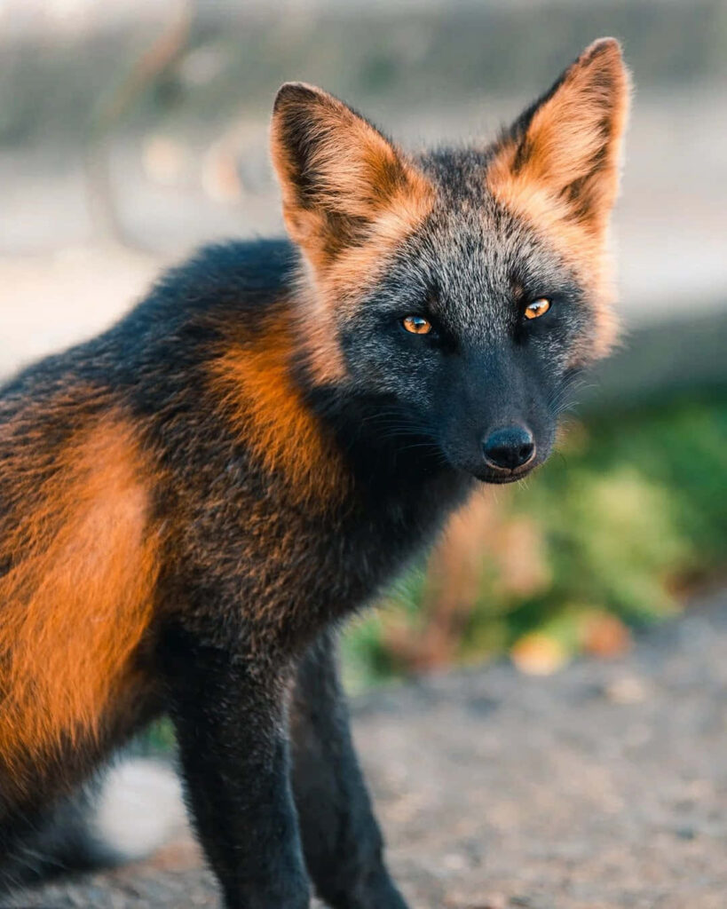 Curious Fox Peeks from Log: Captivating Wildlife Wallpaper