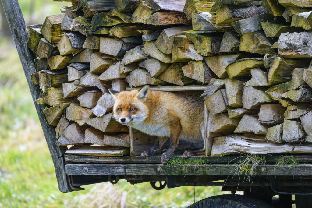 Curious Fox Peeking from Wood Pile - Captivating Woodland Wallpaper