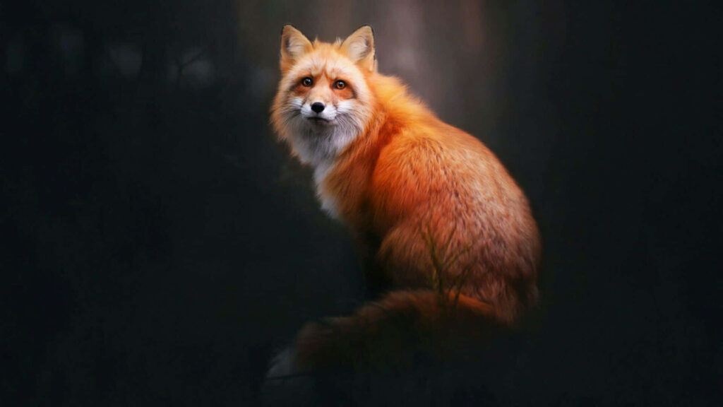 Curious Fox Wallpaper: Fiery Orange Coat with Dark Blurred Background