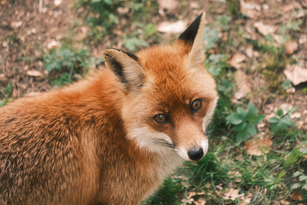 Stunning Fox Wallpaper: Curious Glance in Natural Background