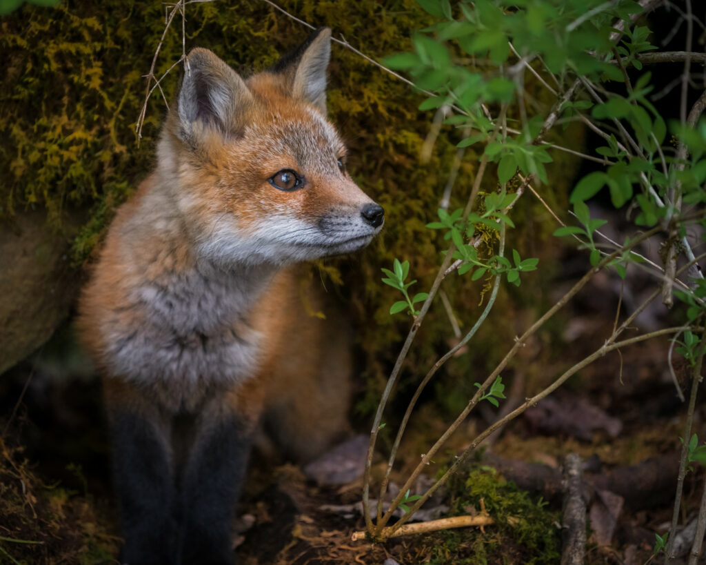 Curious Fox Wallpaper: Lush Mossy Background in 3750x3000