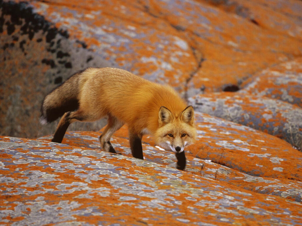 Curious Fox Amid Vibrant Autumn Foliage: A Serene Scene Wallpaper