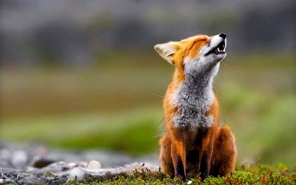 Curious Fox Relaxing in Lush Greenery: A Serene Natural Setting Wallpaper