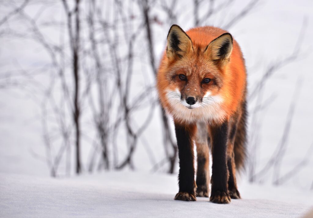 Alert Fox in Snow: Vibrant Scene Against Serene Winter Background Wallpaper