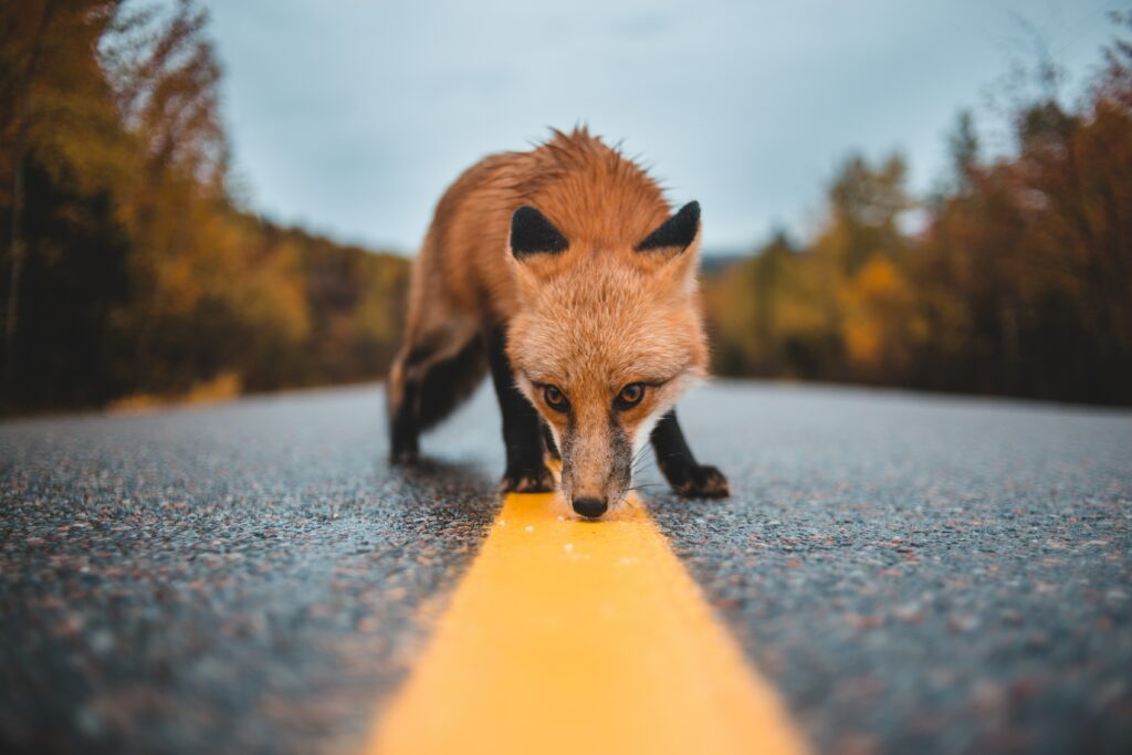 Curious Fox Explores Yellow Line on Asphalt Amid Blurred Autumn Foliage Wallpaper