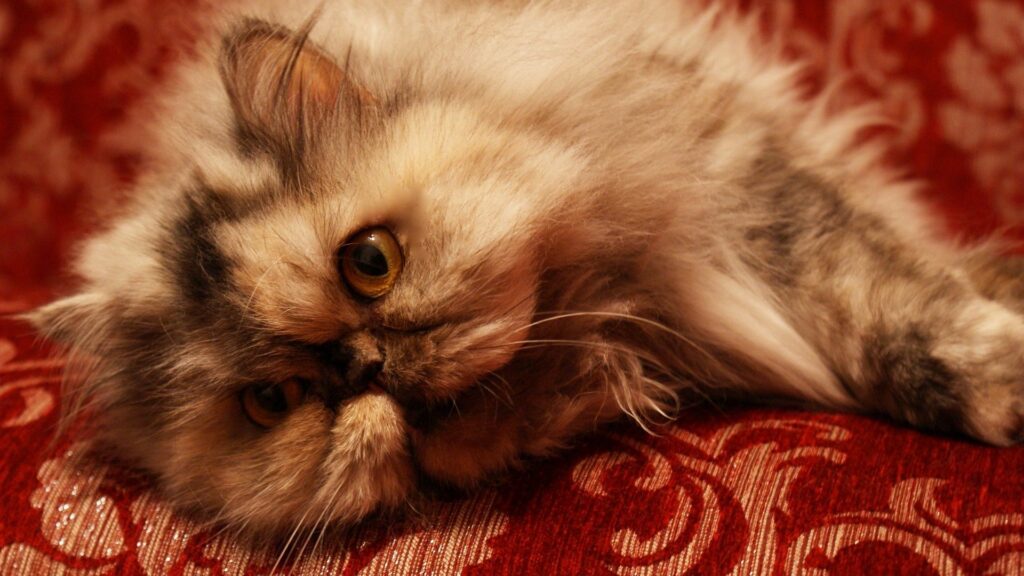 Curious Furry Cat Close-Up on Ornate Red Background – 1920x1080 Wallpaper