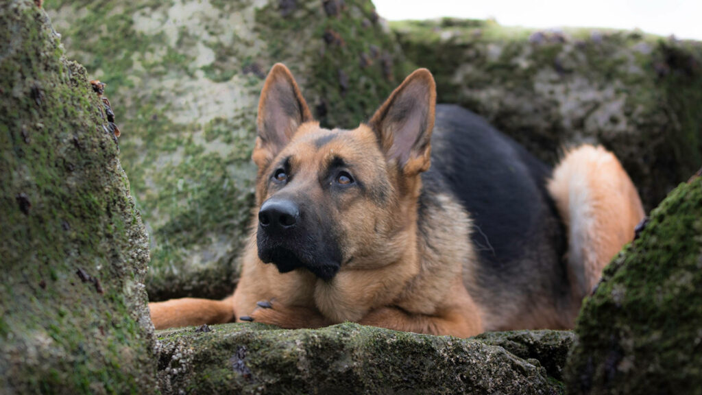Calm German Shepherd Dog Wallpaper Among Mossy Rocks – Natural Beauty